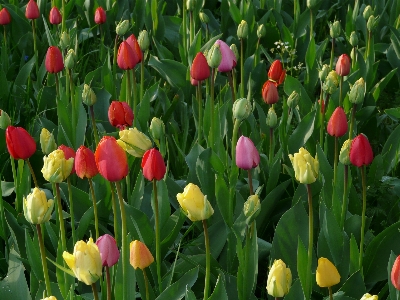 風景 自然 アウトドア 花 写真