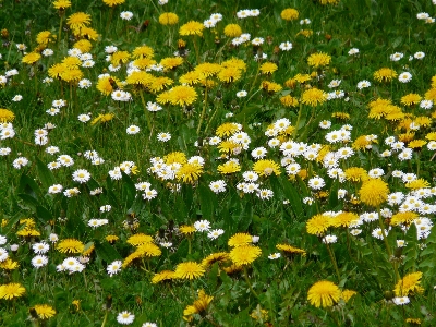 Nature grass plant field Photo