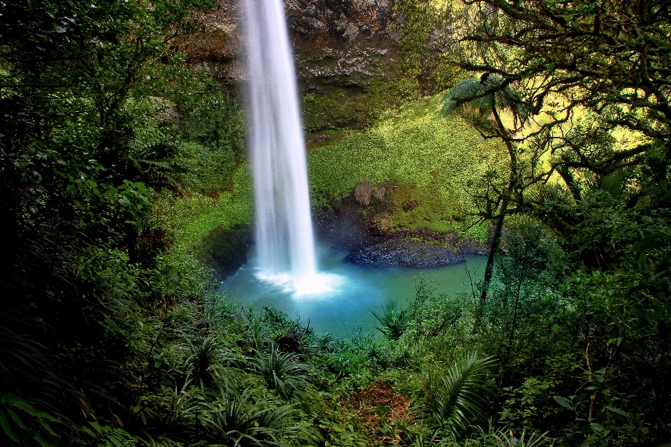 Albero acqua natura foresta