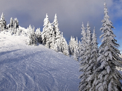 Tree outdoor mountain snow Photo