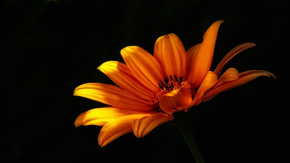 Nature plant photography sunlight