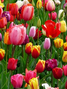 自然 花 ライト 植物 写真