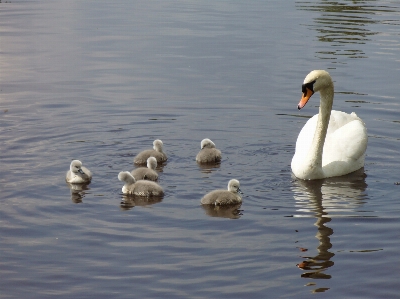 Water bird wing animal Photo