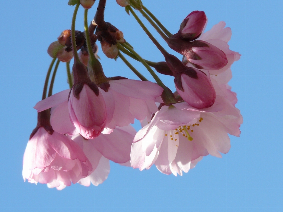 Bifurquer fleurir usine ciel