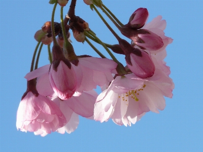 Branch blossom plant sky Photo