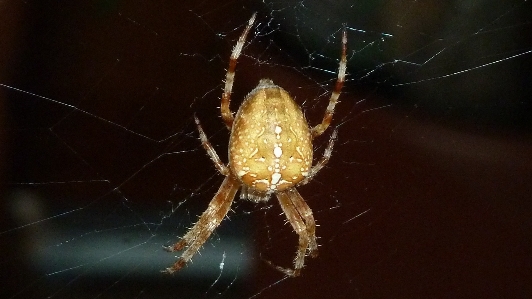 動物 近い fauna 無脊椎動物 写真