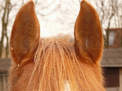 Foto Mano animal pelo caballo