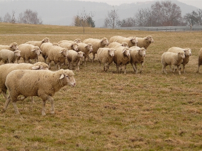 Grass field farm meadow Photo