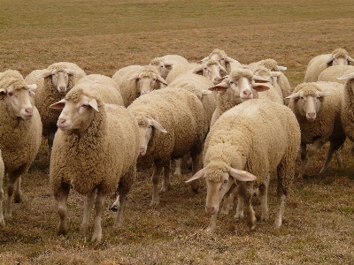 Foto Campo granja rebaño
 rebaño