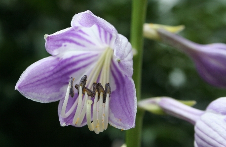 Blossom plant flower purple Photo