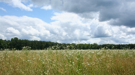 Landscape nature grass horizon Photo