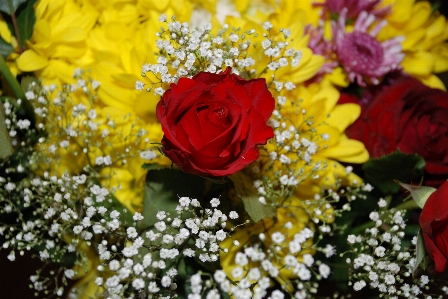 Water nature blossom drop Photo