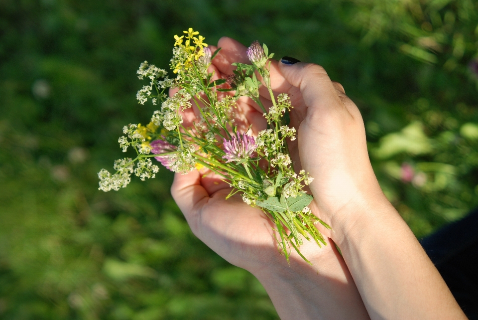 Tangan pohon alam rumput