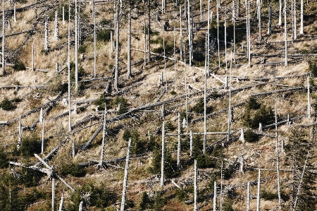 Tree nature forest wilderness Photo