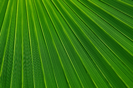 Foto Albero natura erba astratto