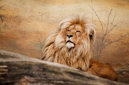 Hair animal male wildlife Photo