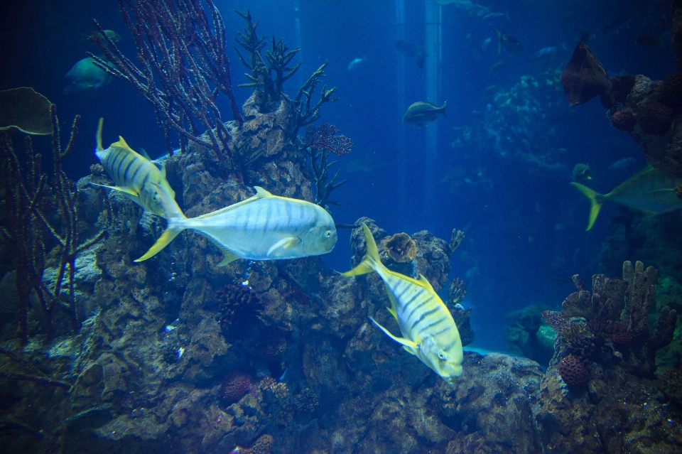 Mare acqua oceano animale