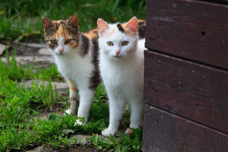 白 甘い 動物 かわいい 写真