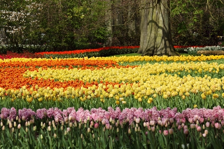 Nature blossom plant field Photo