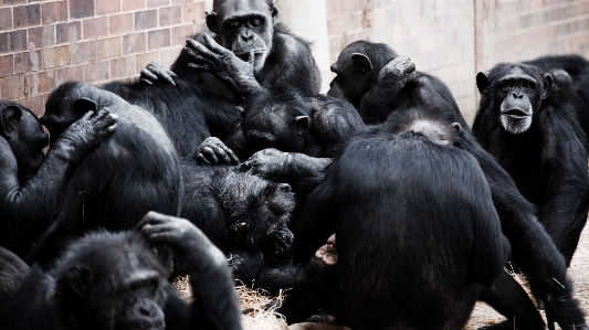 Foto Socializzare
 animale zoo mammifero