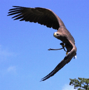 Bird wing sky flying Photo