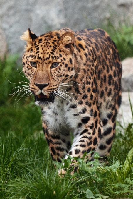 Animal mirando fauna silvestre salvaje