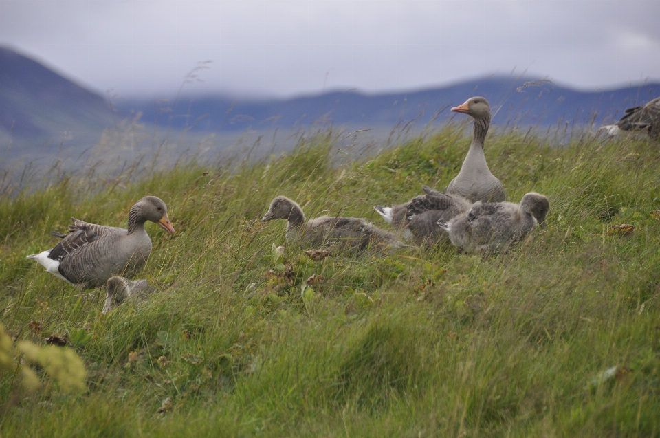 Paysage nature marche oiseau