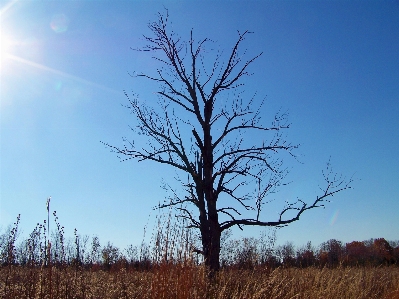 Tree nature grass branch Photo