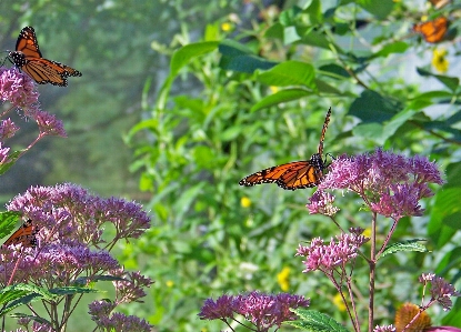 Nature meadow flower fly Photo