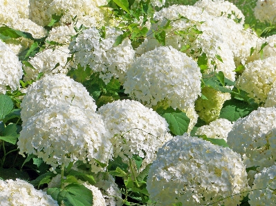 Blossom plant white flower Photo