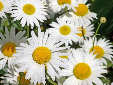 Foto Pianta bianco luce del sole fiore