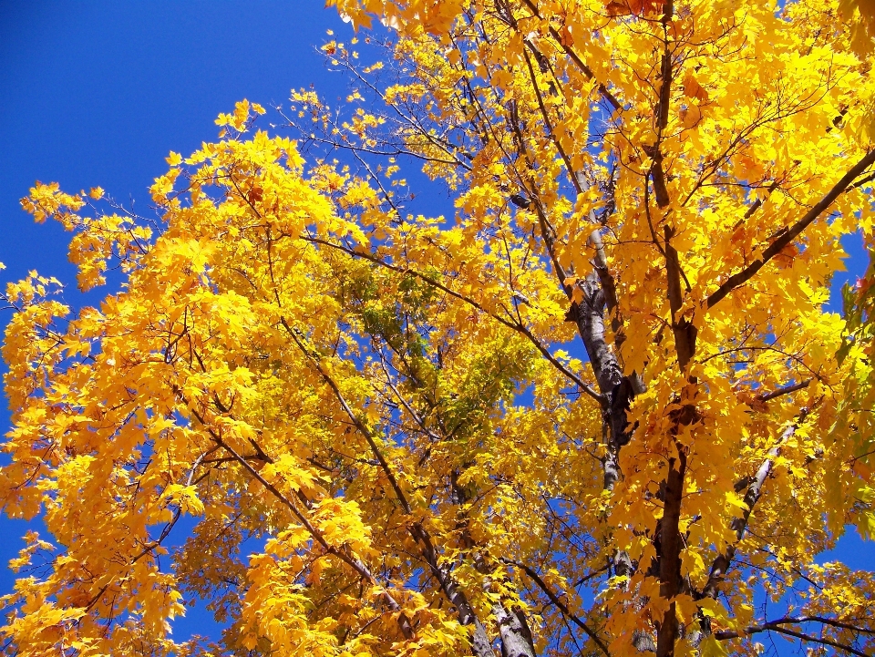 Tree branch plant sky