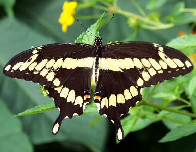 Nature wing leaf flower Photo