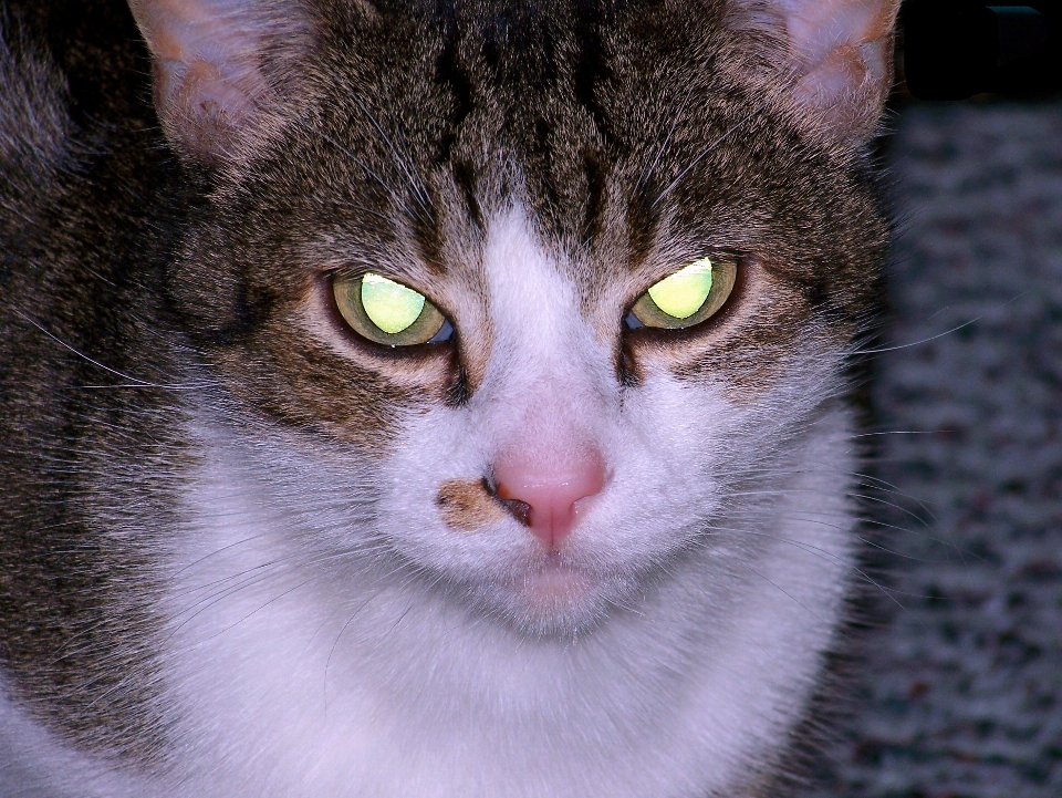 Glühend kätzchen katze halloween