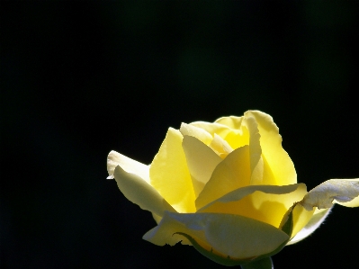 Nature blossom plant photography Photo