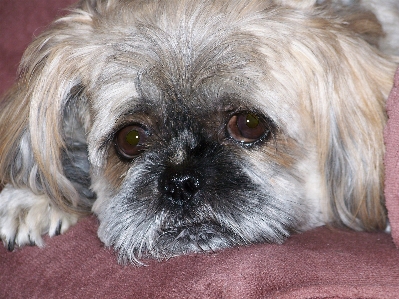 Foto Filhote de cachorro animal canino
