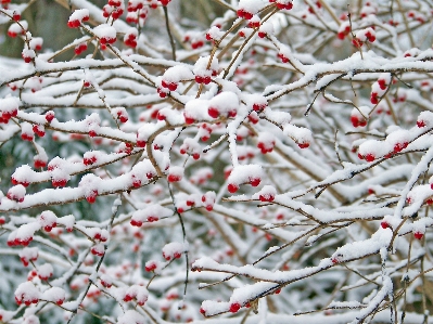 Tree nature branch blossom Photo