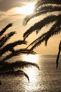 Beach sea tree water Photo