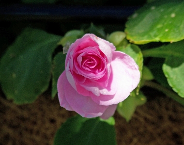 Blossom plant leaf flower Photo