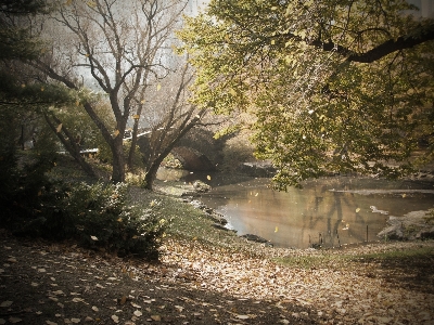 Landscape tree water nature Photo