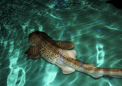 水 自然 水中 生物学 写真