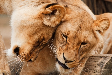 Animal wildlife zoo fur Photo