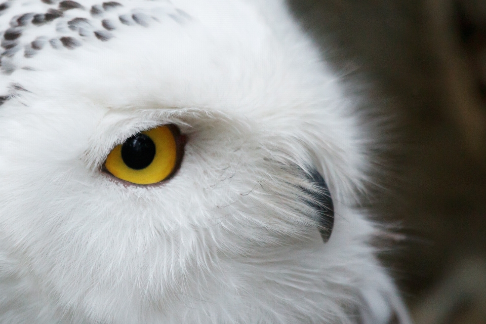 Naturaleza pájaro ala blanco