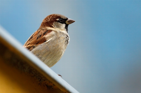 Nature bird wing animal Photo