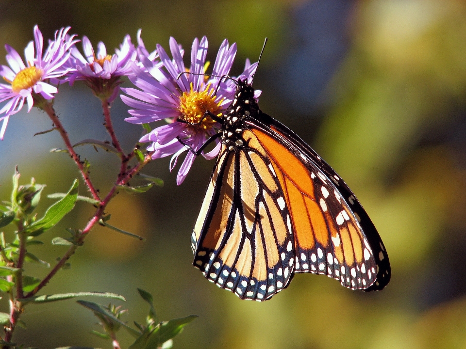 Nature la photographie fleur faune