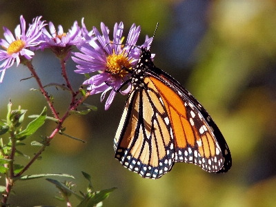 Nature photography flower wildlife Photo