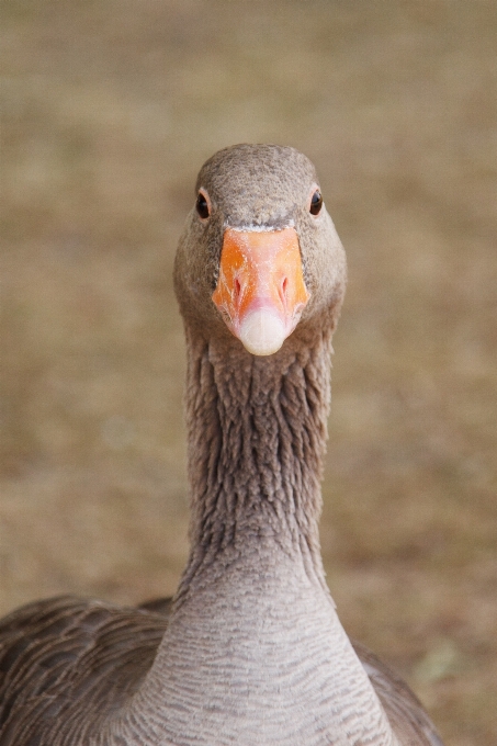 Oiseau cultiver voir animal