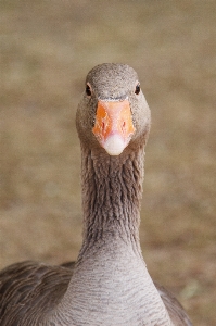 鳥 農場 意見 動物 写真