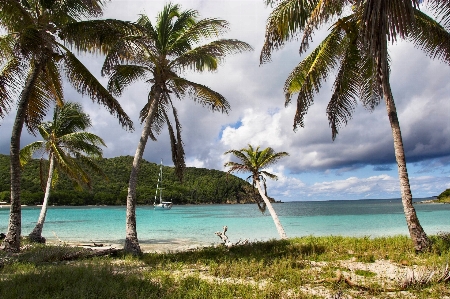 Beach sea coast tree Photo