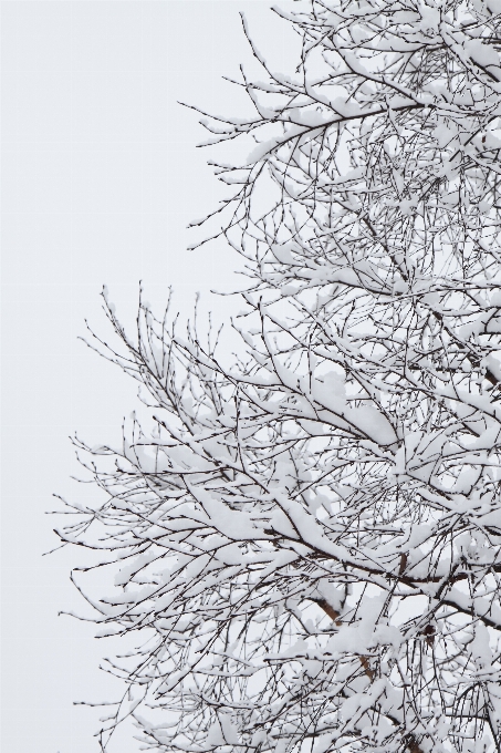 Drzewo natura oddział śnieg